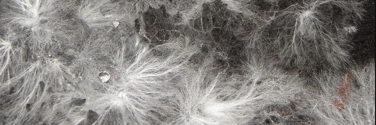 mycelium